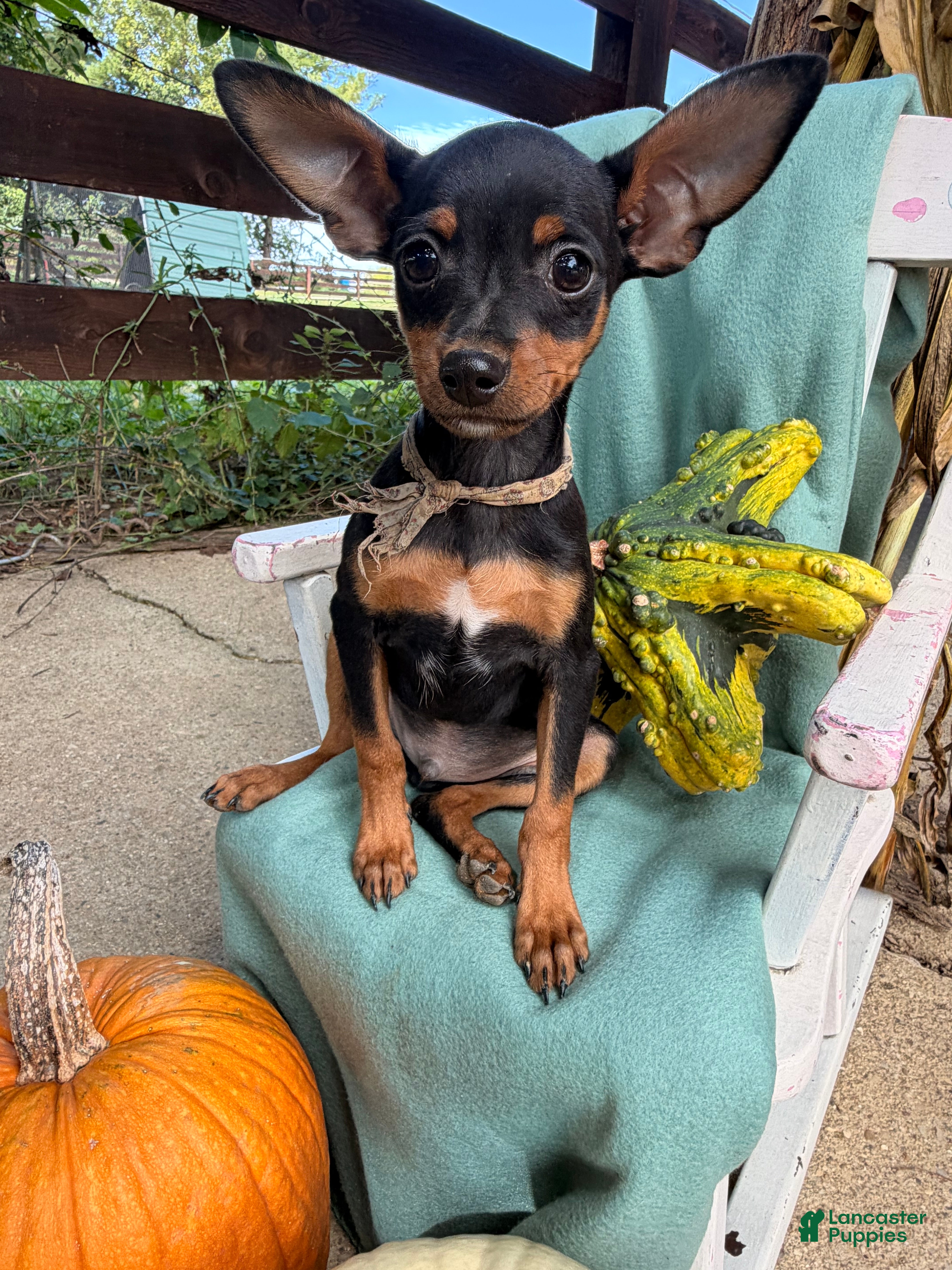 Miniature Pinscher dogs Mischief  - Ad 1