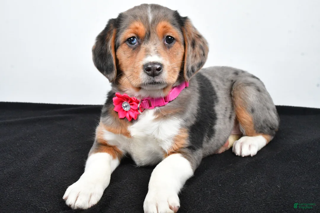 Mixed Breed dogs for sale: Tabbi - Ad 2