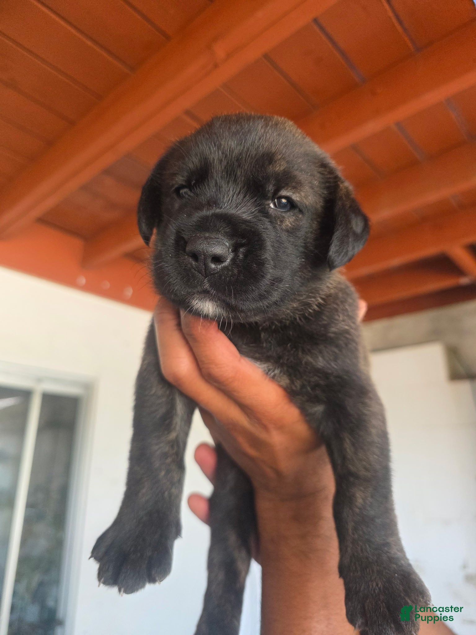 Mixed Breed dogs Magnus - Ad 1