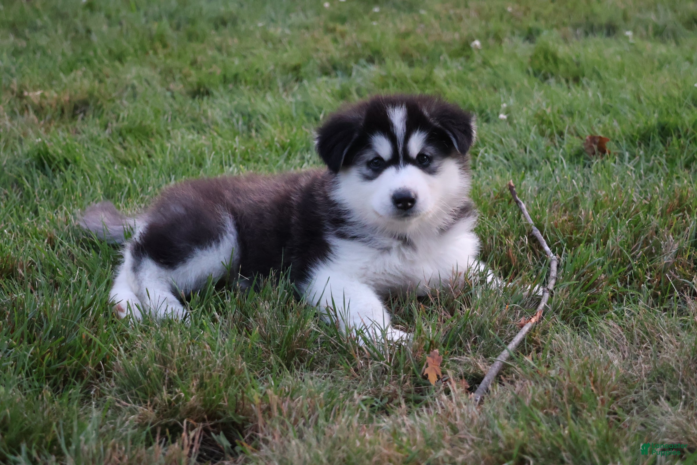 Alaskan Malamute dogs Tundra - Ad 1