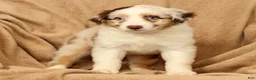 Miniature Australian Shepherd dogs for sale: Molly - Ad 8
