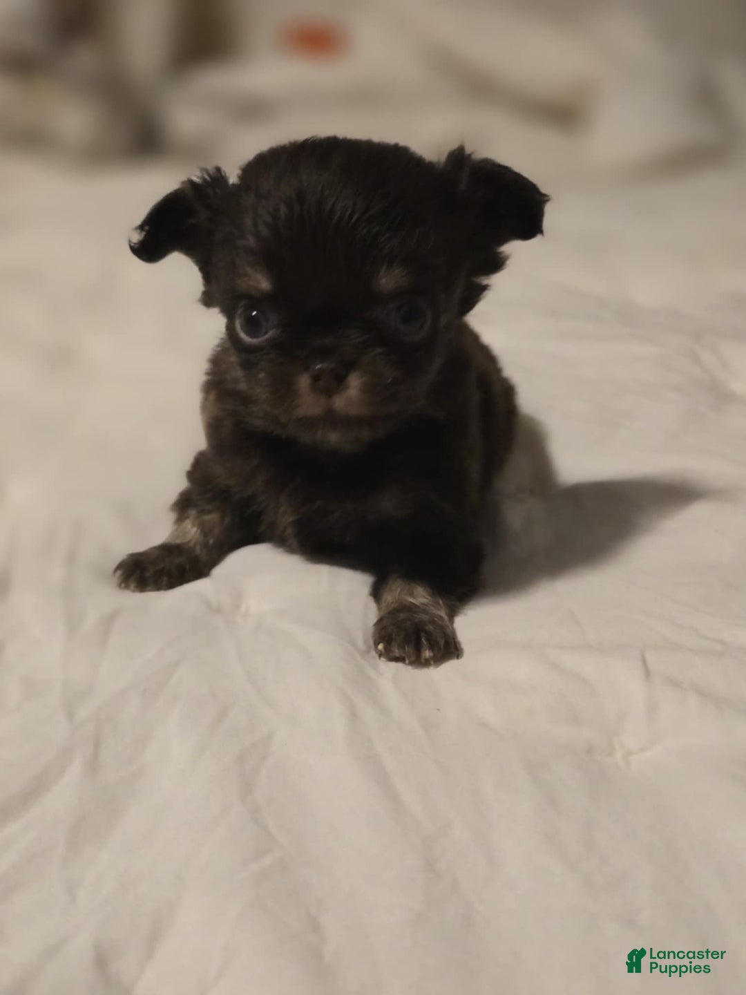 Chihuahua dogs for sale: Jack - Ad 2