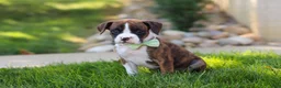 Boxer dogs for sale: Leo - Ad 5