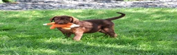 Labrador Retriever dogs for sale: Samuel  - Ad 5