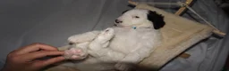 Mixed Breed dogs for sale: Fifi - Ad 16