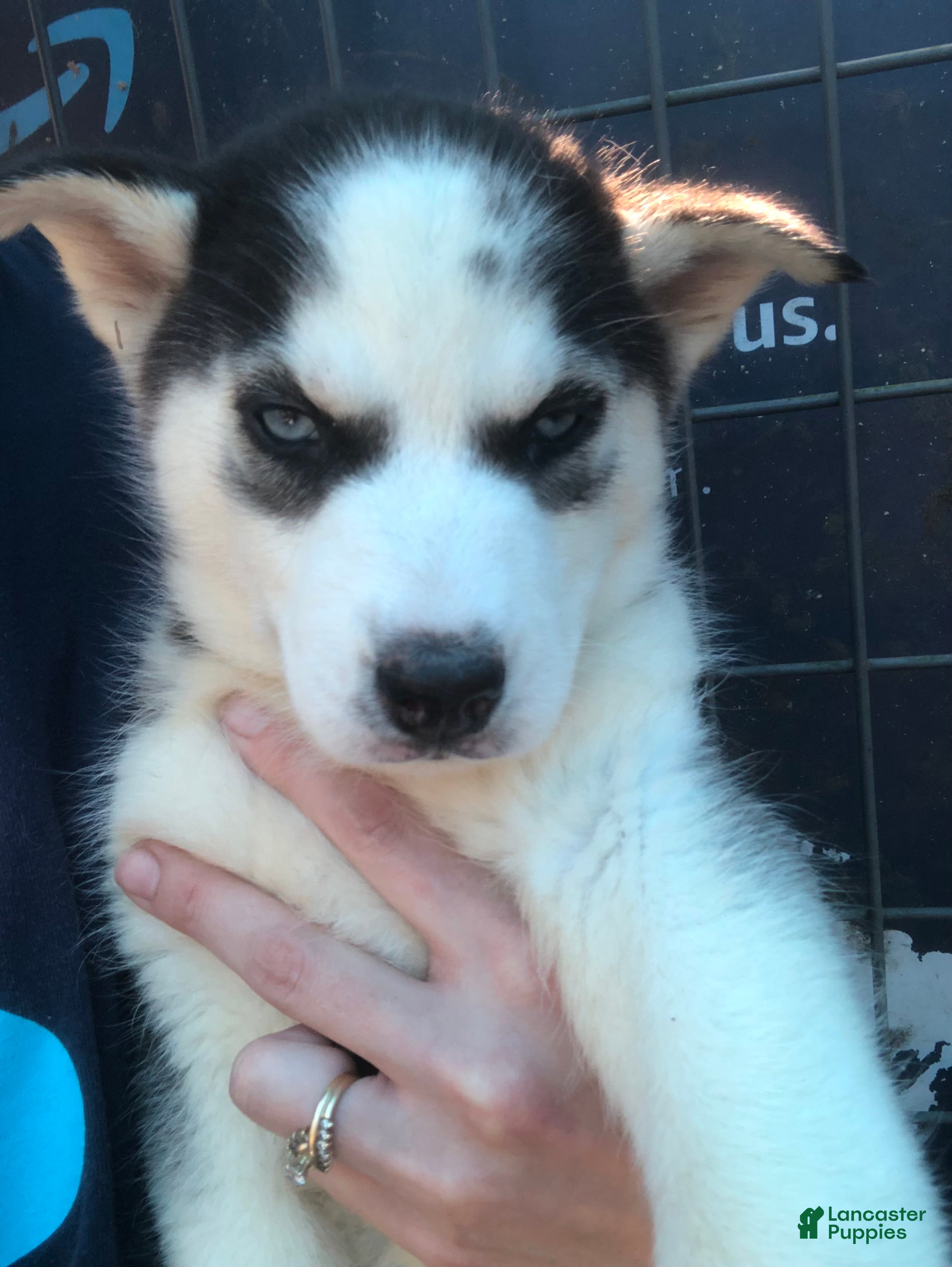 Siberian Husky dogs Siberian Husky Puppy 2 - Ad 2