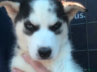 Siberian Husky dogs Siberian Husky Puppy 2 - Ad 2