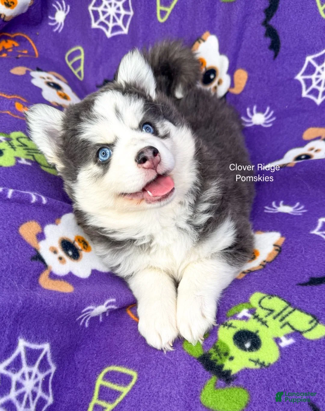 Pomsky dogs for sale: Artesia - Ad 1