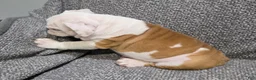 English Bulldog dogs for sale: Dante - Ad 3