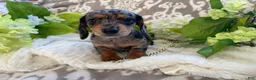 Miniature Dachshund dogs for sale: Elsie - Ad 19