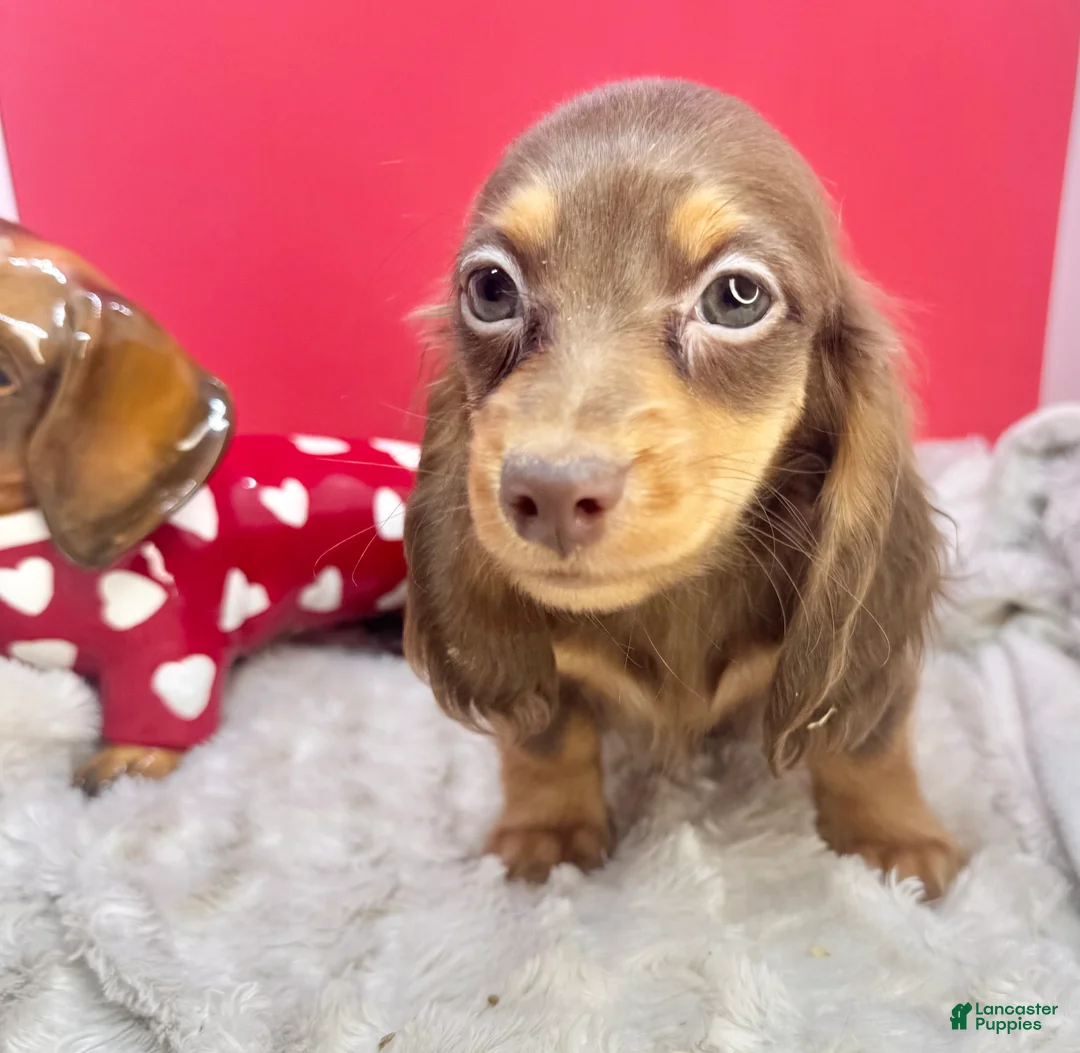 Miniature Dachshund dogs for sale: Ready 12/24/25 - Ad 2