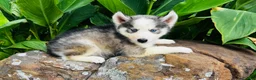 Siberian Husky dogs for sale: Sophie - Ad 3