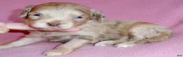 Shihpoo dogs for sale: Winnie - Ad 5