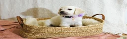 Golden Retriever dogs for sale: Clover - Ad 1