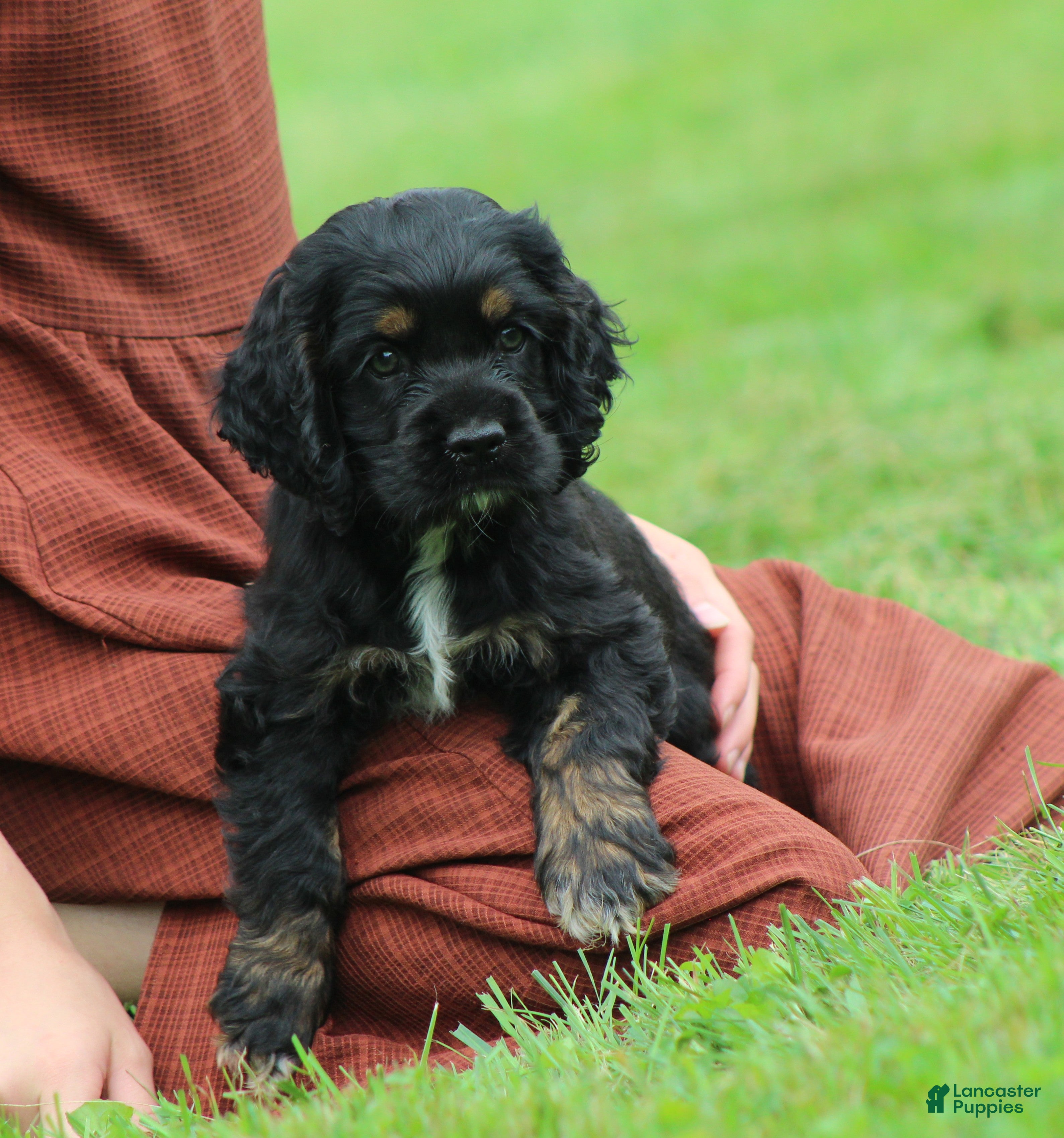 Cocker Spaniel dogs Juniper - Ad 1