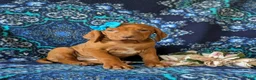 Vizsla dogs for sale: Kami - Ad 3