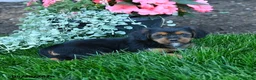 Mixed Breed dogs for sale: Tammy - Ad 2
