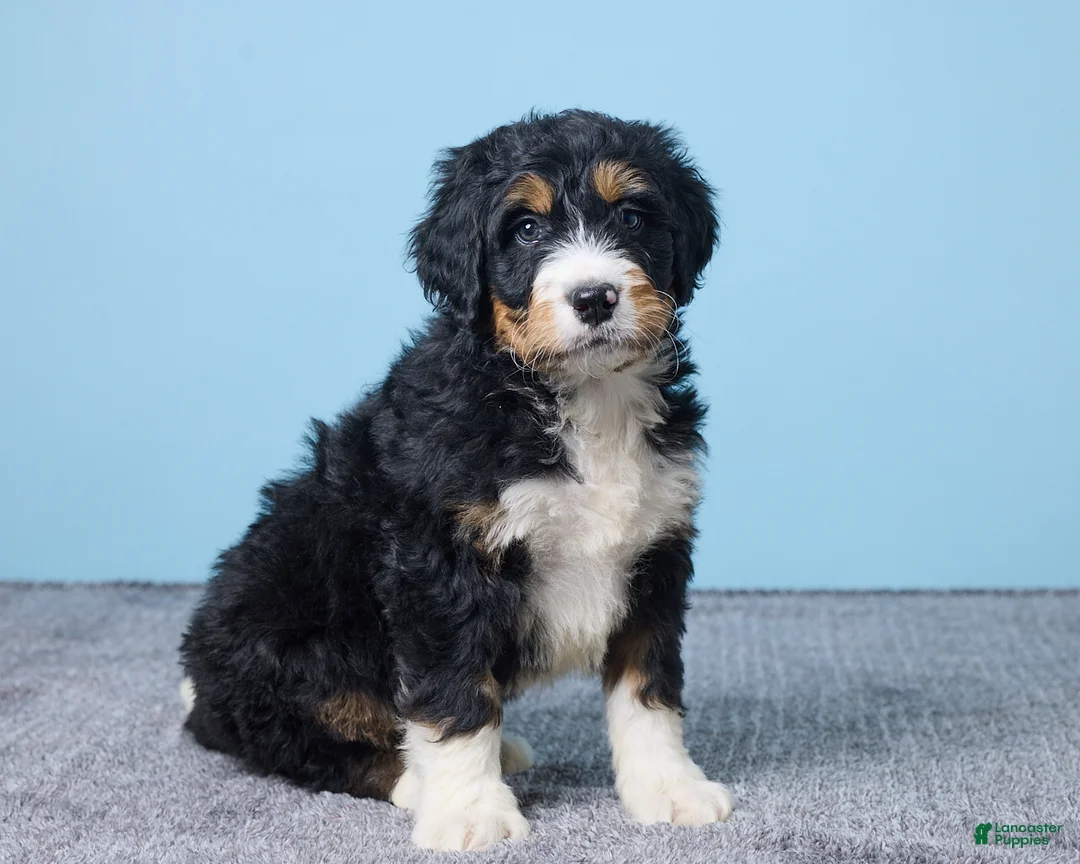 Bernedoodle dogs for sale: Howey - Ad 1