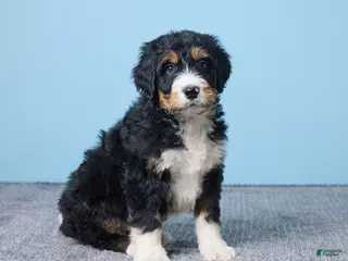 Bernedoodle dogs Howey - Ad 29