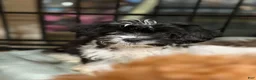 Cavapoo dogs for sale: Cavapoo 1 - Ad 10