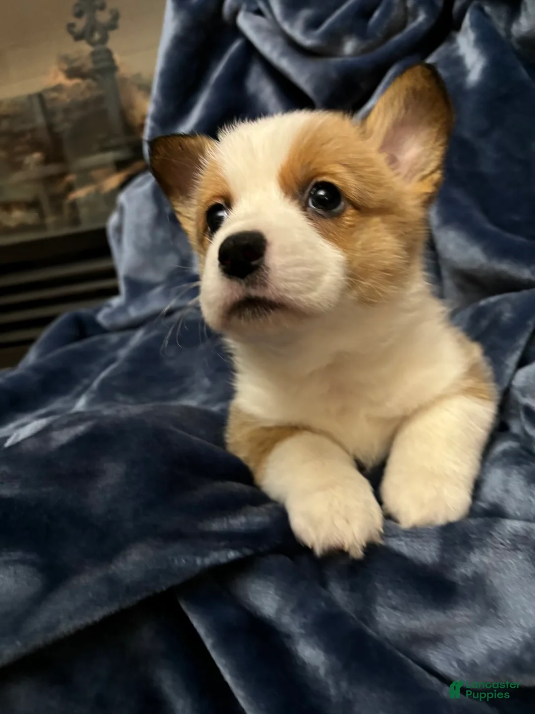 Gallery Image {{count}}