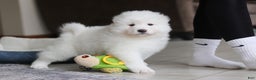 Samoyed dogs for sale: Fern - Ad 6