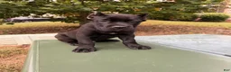 Cane Corso dogs for sale: Cane Corso 2 - Ad 3