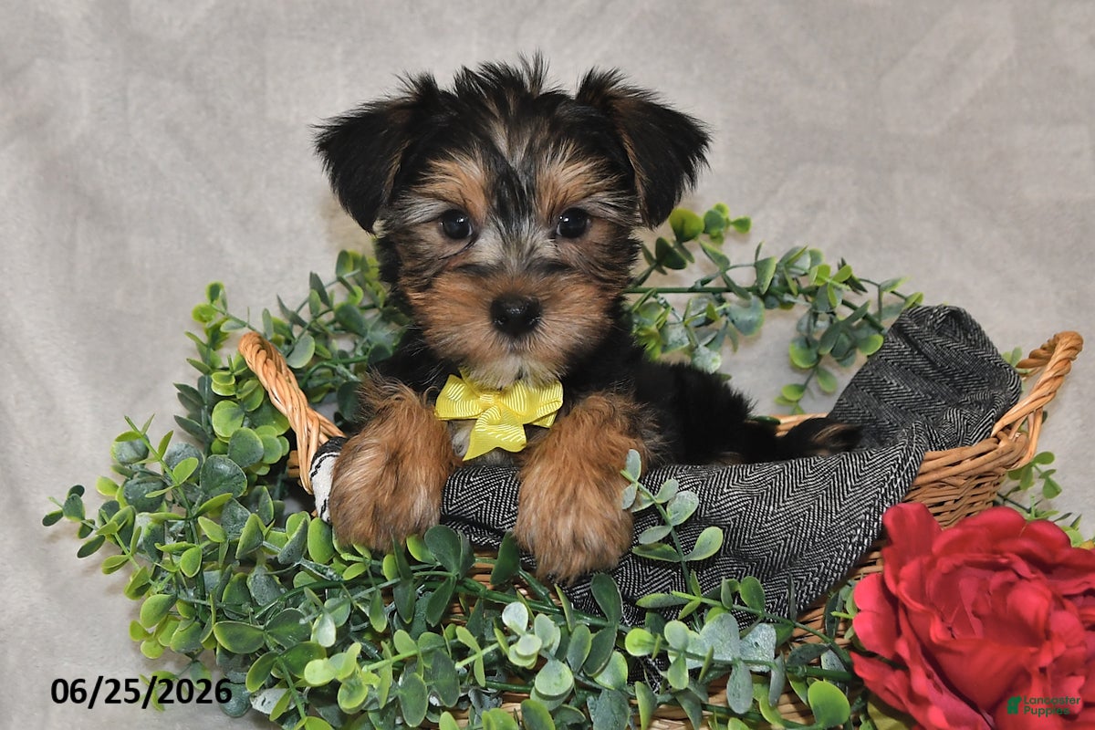 Yorkshire Terrier dogs Dylan - Ad 2