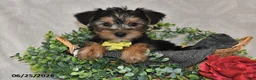 Yorkshire Terrier dogs for sale: Dylan - Ad 2