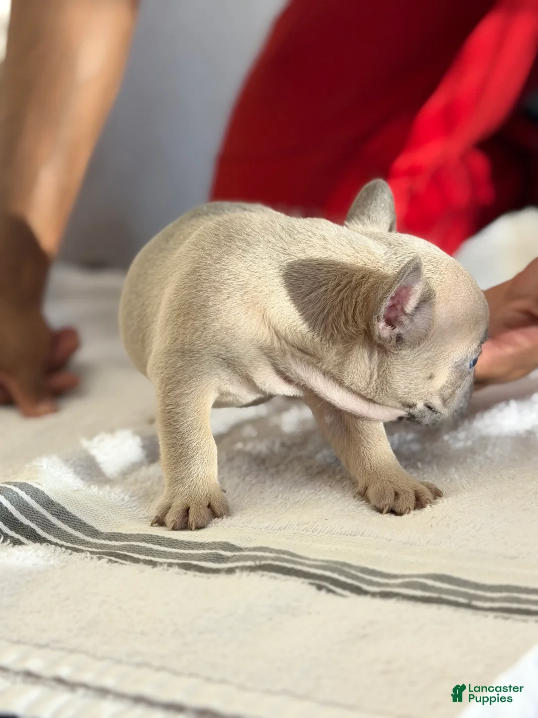French Bulldog dogs for sale: French Bulldog Puppy 6 - Ad 2