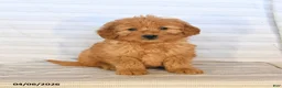 Mini Goldendoodle dogs for sale: Monty - Ad 2