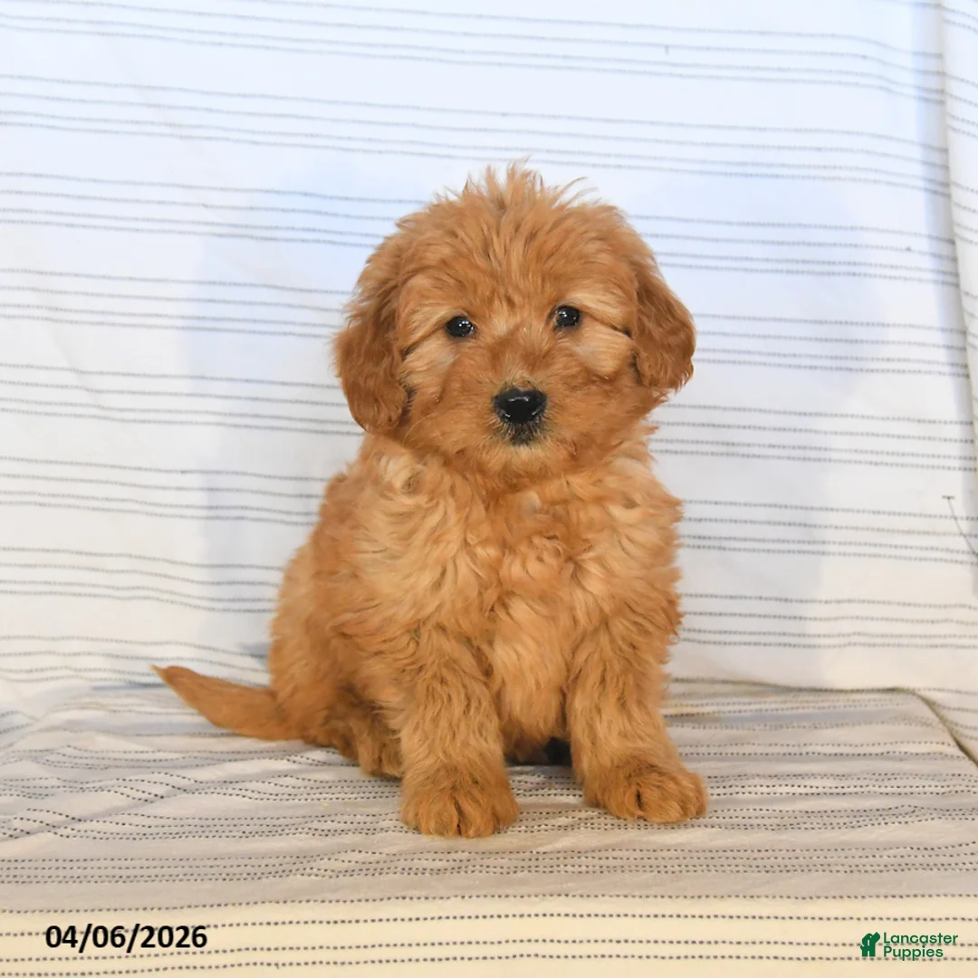 Mini Goldendoodle dogs for sale: Monty - Ad 2