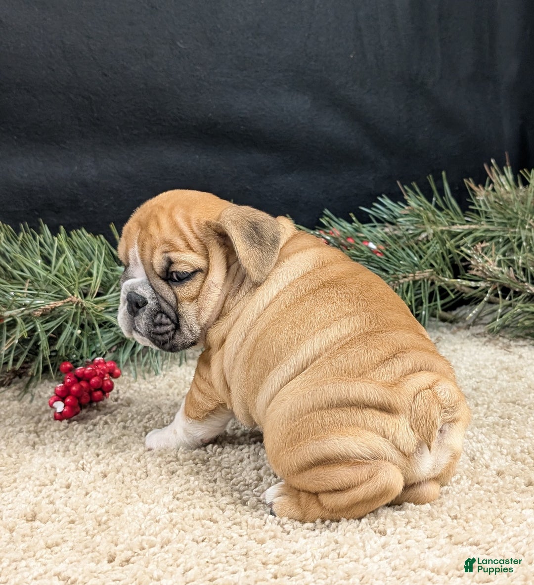 English Bulldog dogs for sale: Joy  - Ad 6