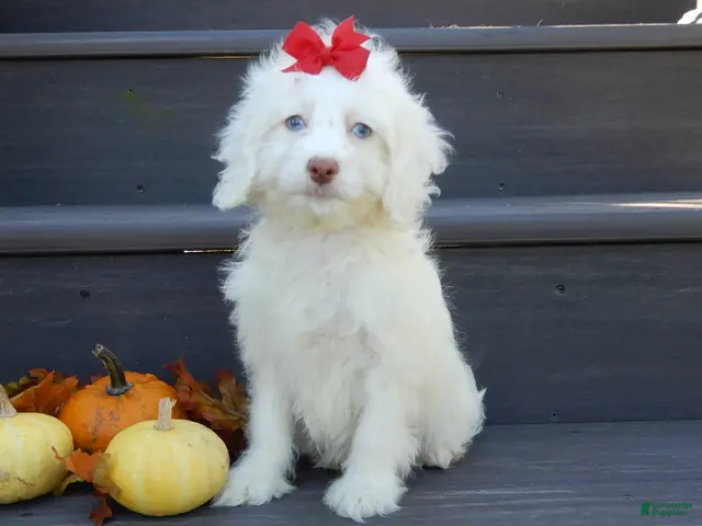 Cockapoo dogs for sale: Angel - Ad 1