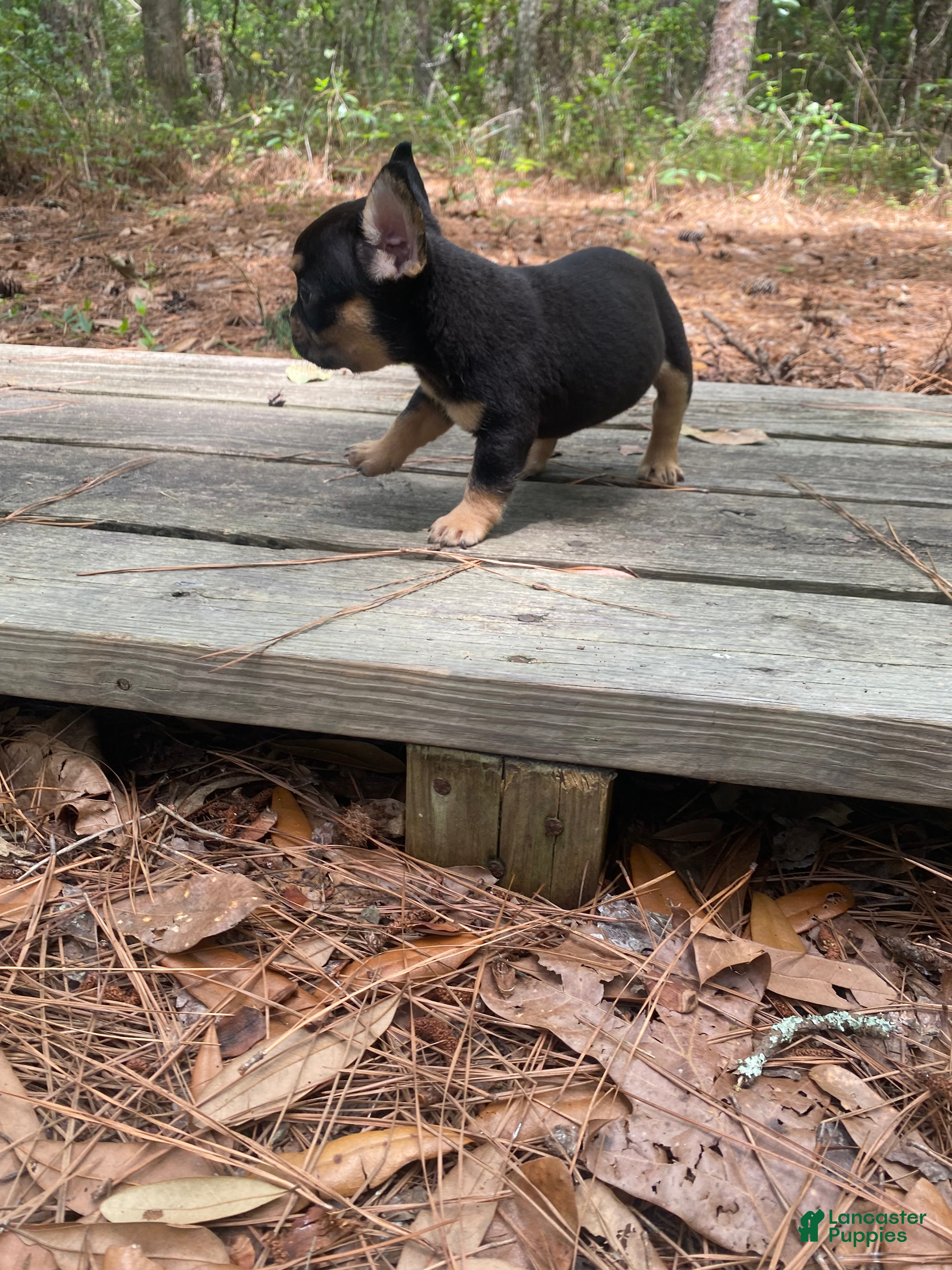 French Bulldog dogs Toto - Ad 2