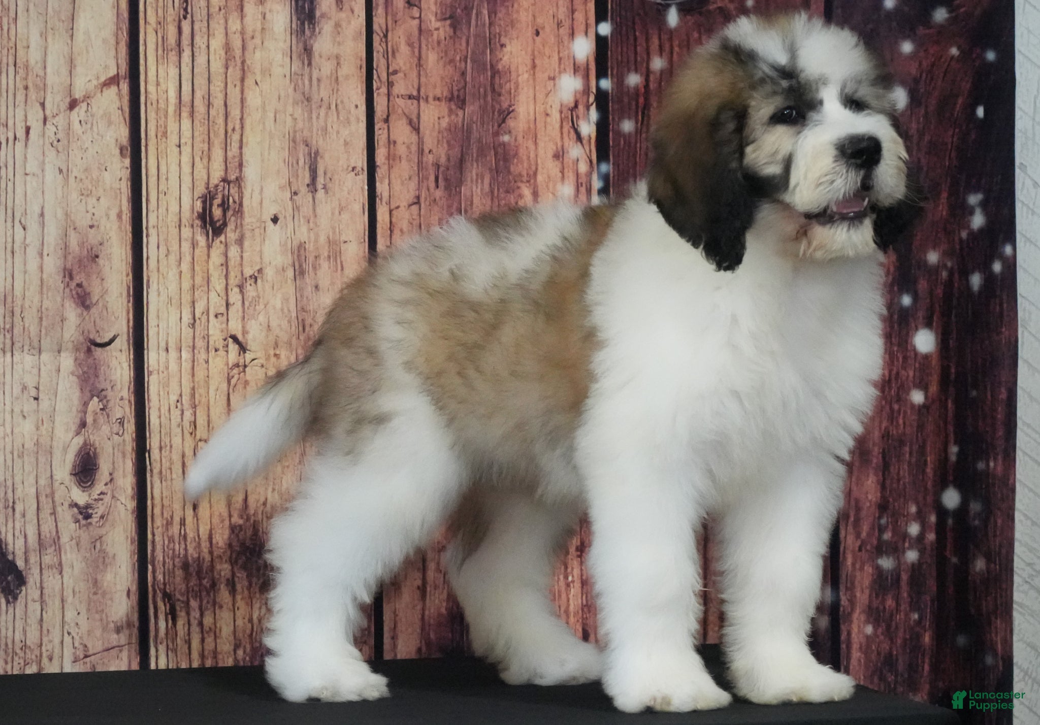 Saint Berdoodles dogs Saint Berdoodles Puppy 1 - Ad 10