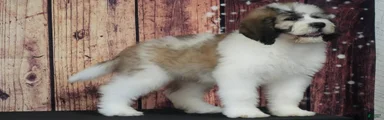 Saint Berdoodles Puppy 1