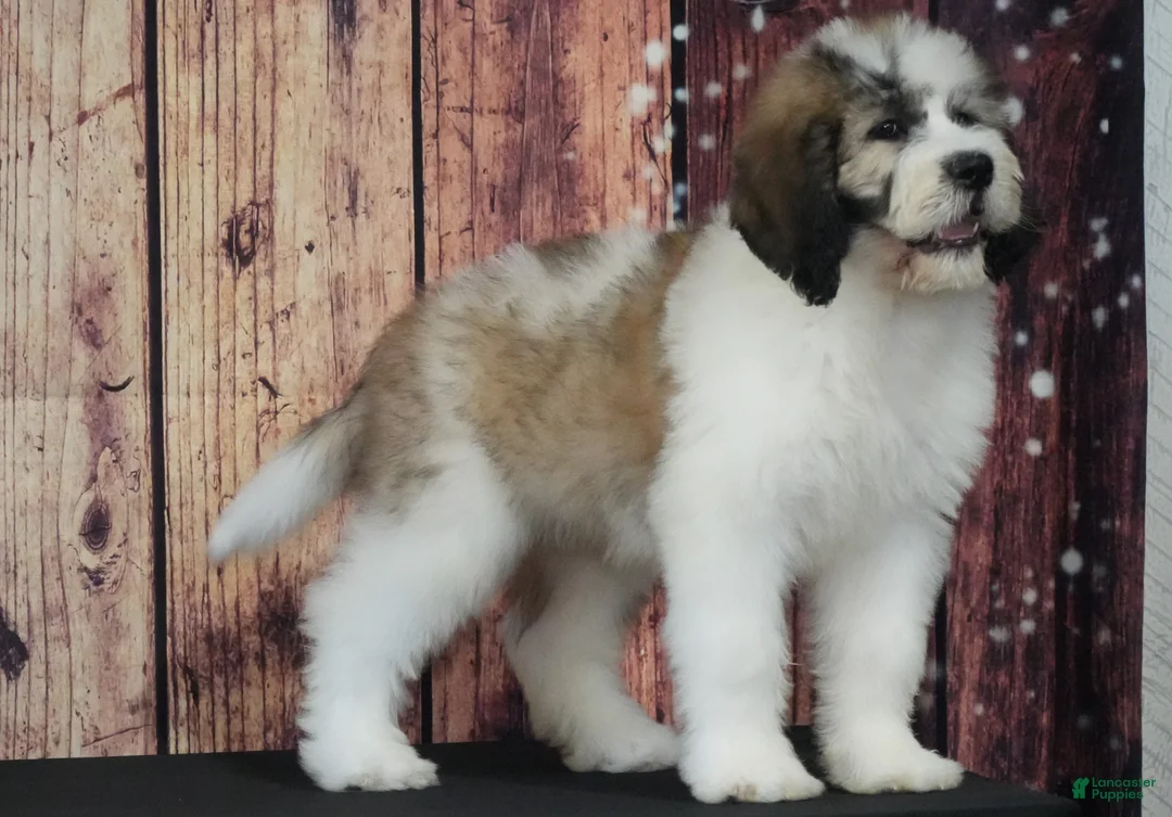 Saint Berdoodles dogs for sale: Saint Berdoodles Puppy 1 - Ad 1