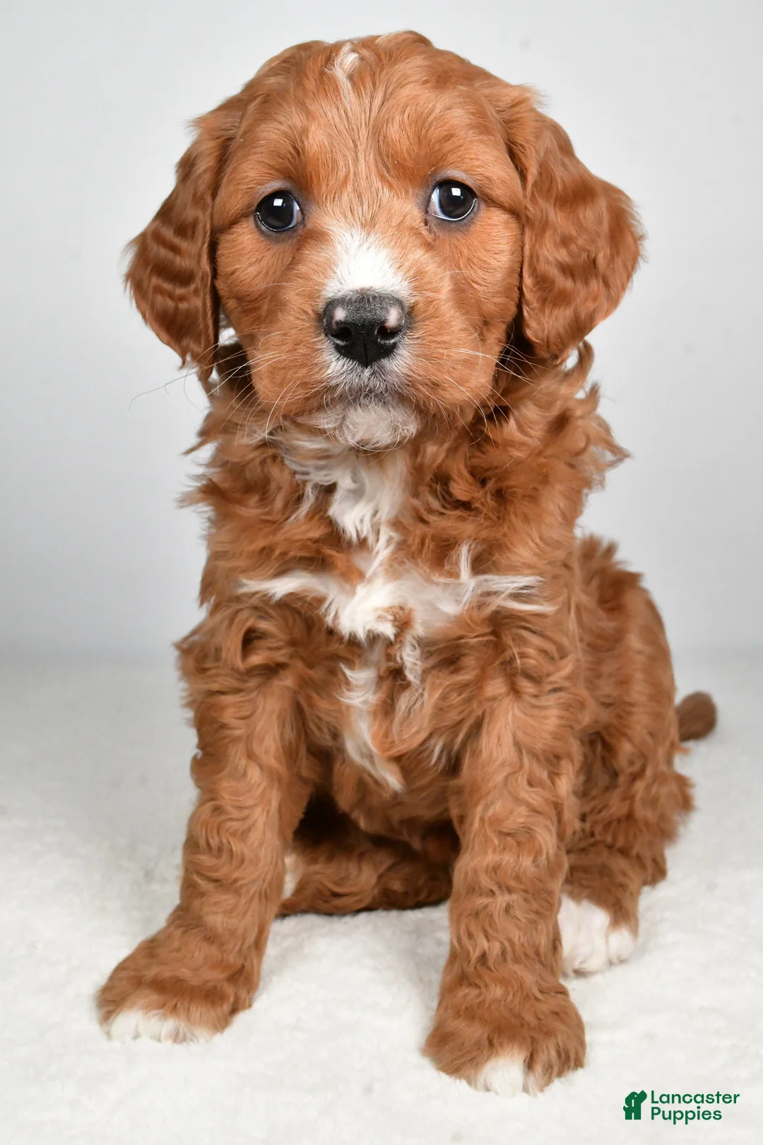 Mini Goldendoodle dogs for sale: Benji - Ad 5