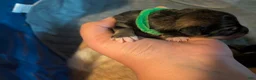 Mixed Breed dogs for sale: Green collar  - Ad 3