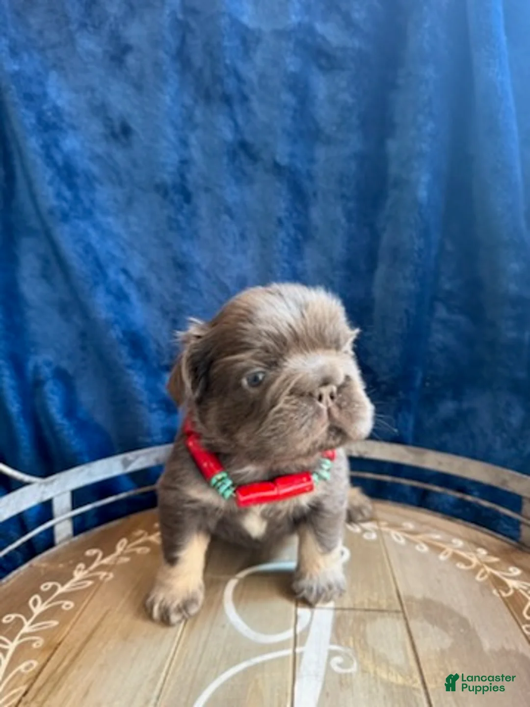 French Bulldog dogs for sale: Boy 2 - Ad 1