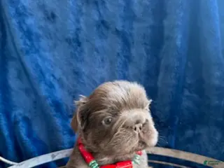 French Bulldog dogs Boy 2 - Ad 1