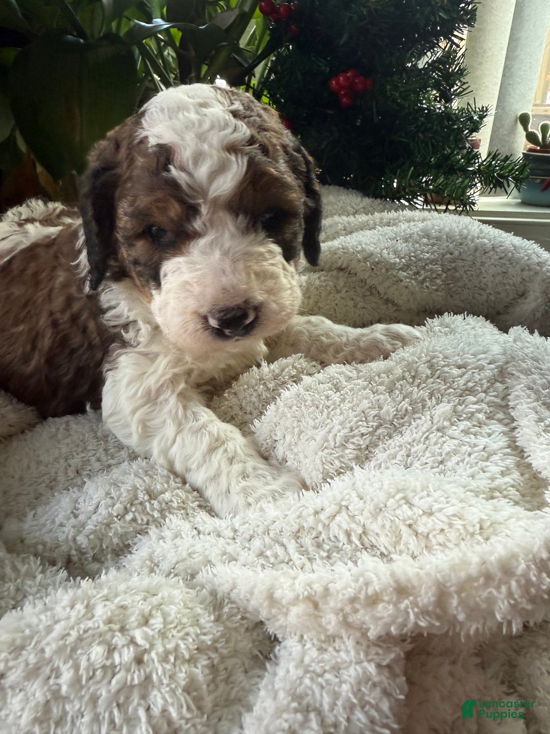 Saint Berdoodles dogs for sale: Bella - Ad 5
