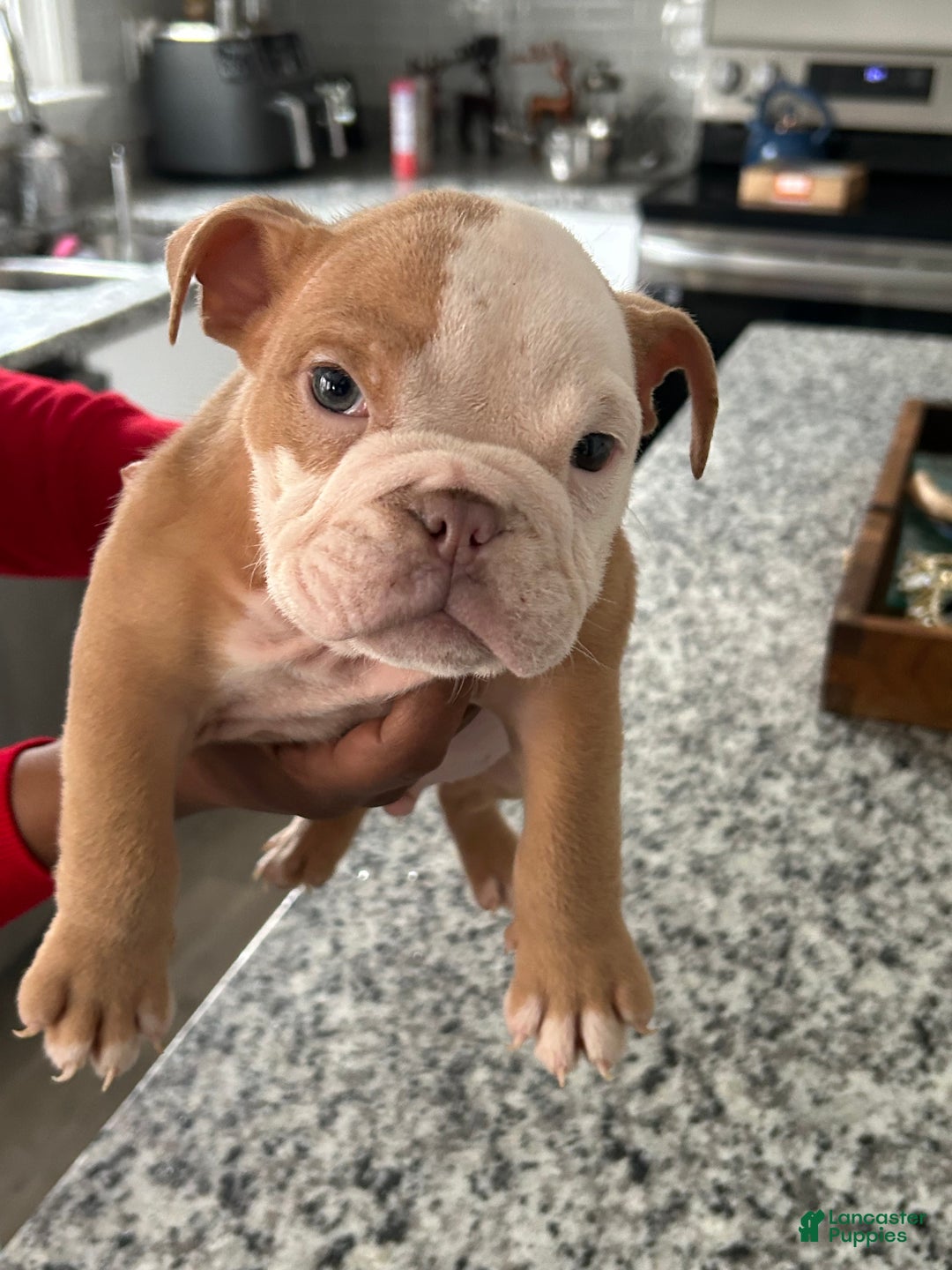 English Bulldog dogs for sale: Mickey - Ad 2
