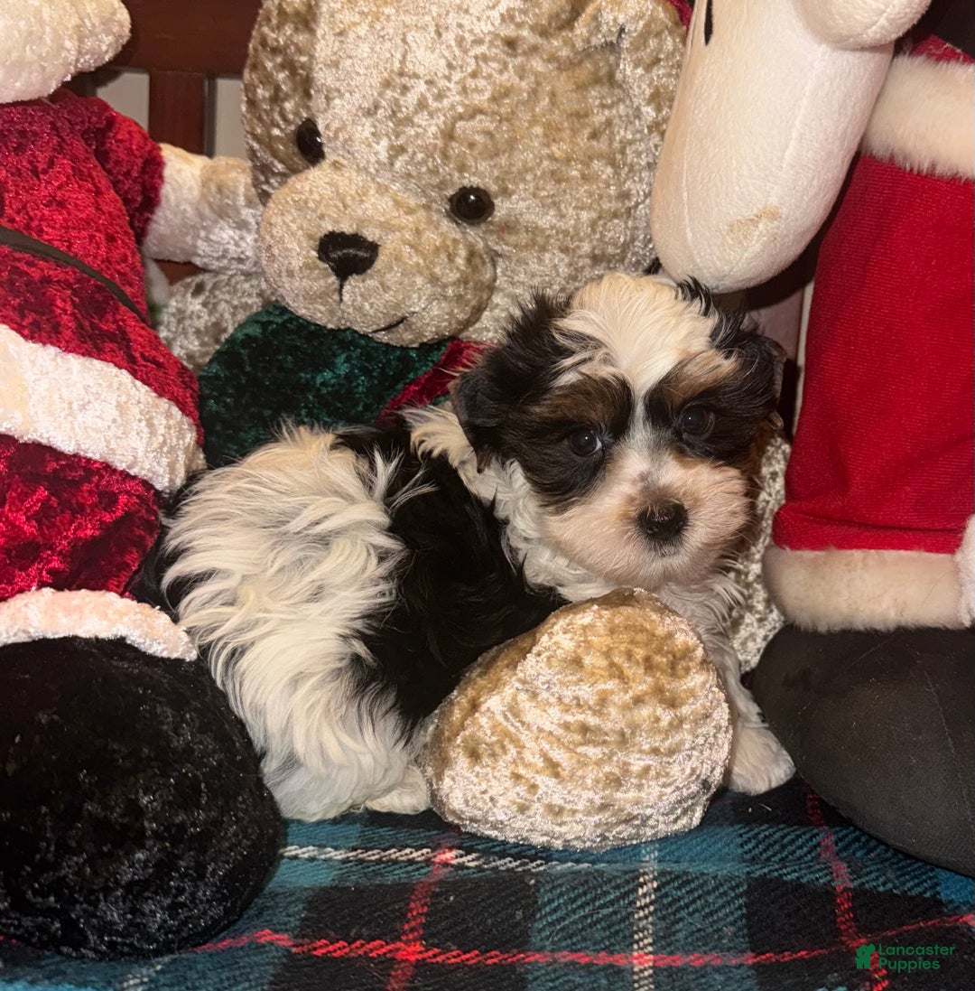 Yorkshire Terrier dogs for sale: Yorkshire Terrier Puppy 1 - Ad 3