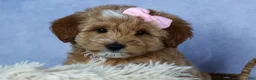 Mini Goldendoodle dogs for sale: 🐾 Meet Nixie – F2B Mini Goldendoodle Puppy 🐾 - Ad 16