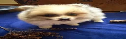 Pomeranian dogs for sale: Pomeranian 1 Kip - Ad 1