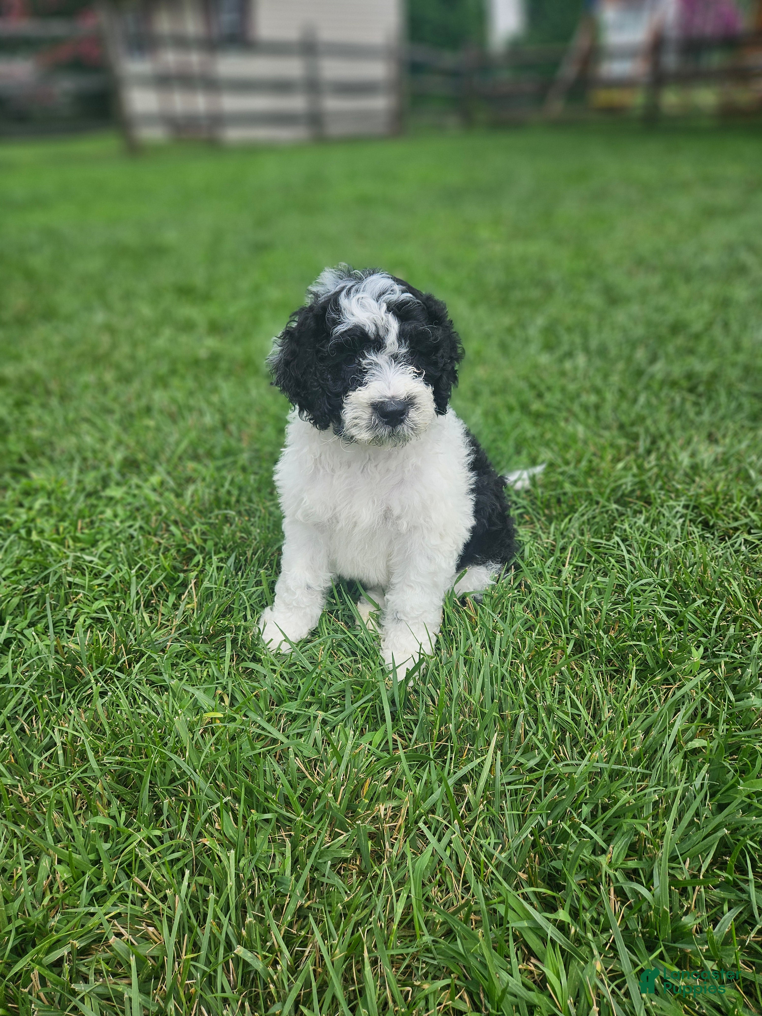 Portuguese Water Dog dogs Oreo - Ad 12