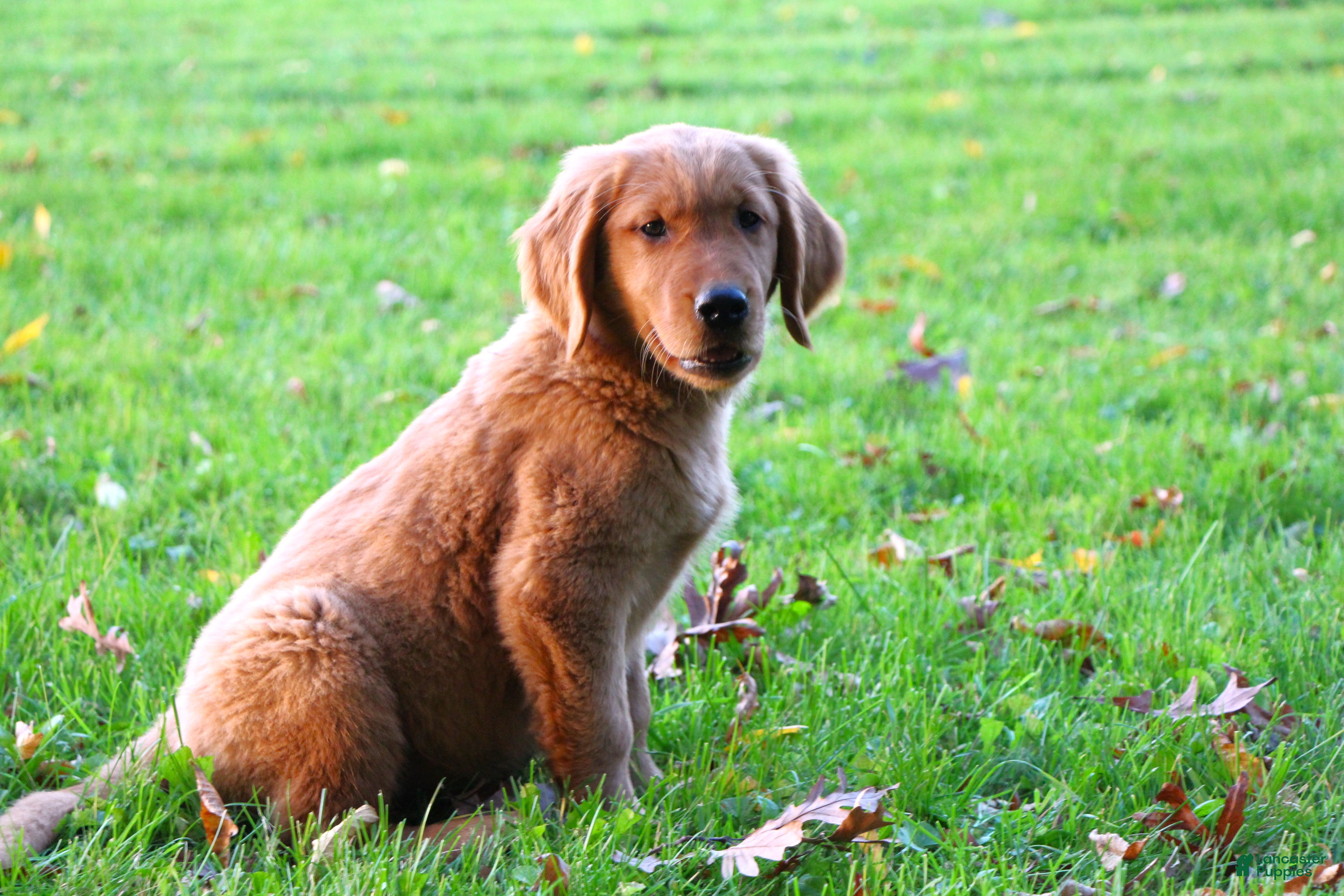 Golden Retriever dogs for sale: Azlan - Ad 1