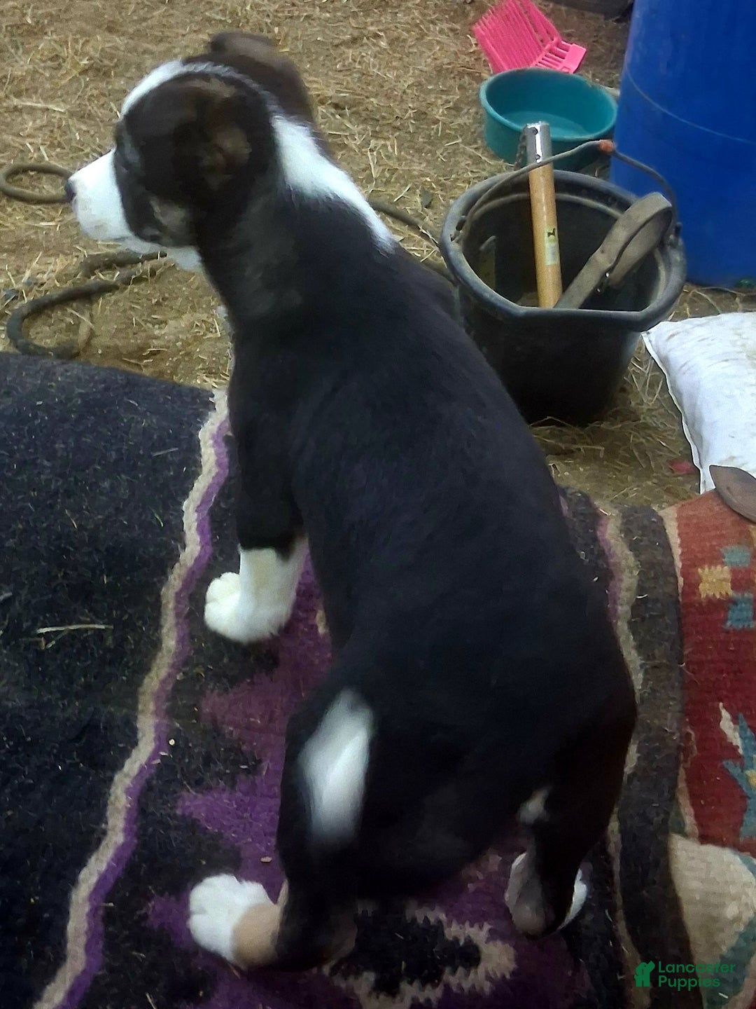 Border Collie dogs for sale: Border Collie Puppy 4 - Ad 3